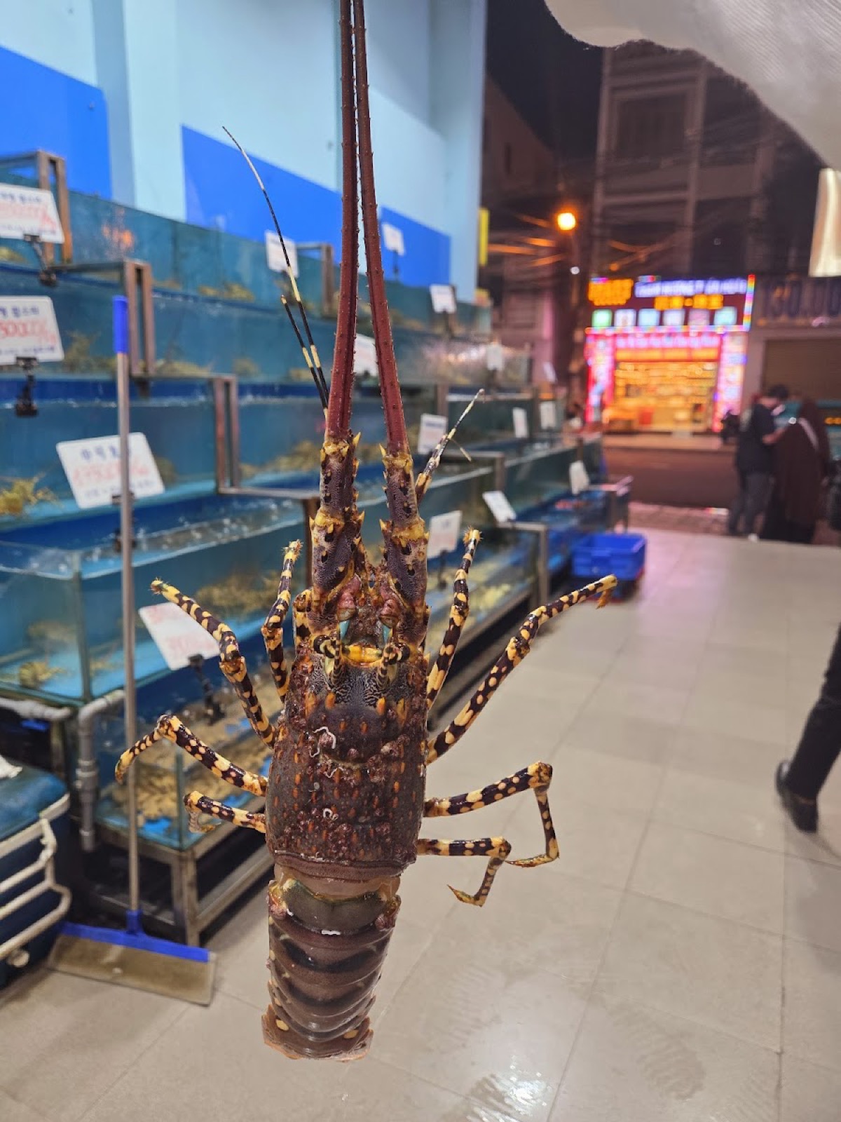 Bể hải sản sống Vịnh Xanh